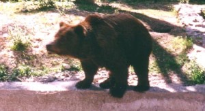 orso bruno marsicano