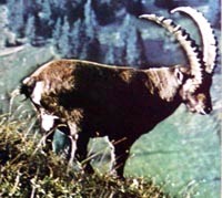 stambecco (capra ibex) del Gran Paradiso